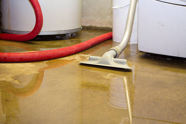 Best Mold removal after water damage  in Trinity, AL